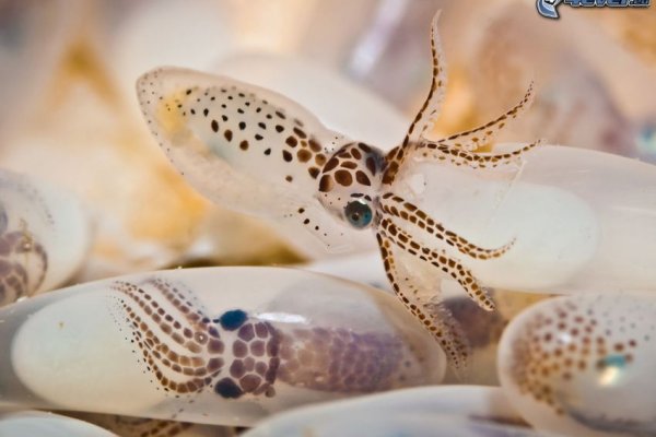 Kraken ссылка tor официальный сайт